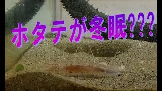 海鮮水槽ナマコちゃんねる9　ホタテが動かない!!!