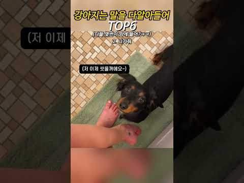 강아지는 말을 다알아들어 thumbnail