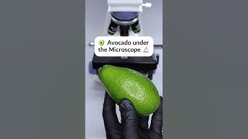 🥑 Avocado under the Microscope 🔬 #microscope #underthemicroscope