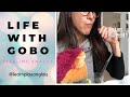 Life with Gobo: &quot;Stealing Snacks&quot;:  an ESL discussion starter video for online ESL classes