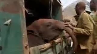 Conservationists Release Elephants Back into the Wild | BBC Studios