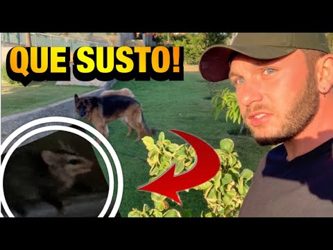 ESSE BICHO INVADIU NOSSA VARANDA DE MADRUGADA | Henrique Buttler