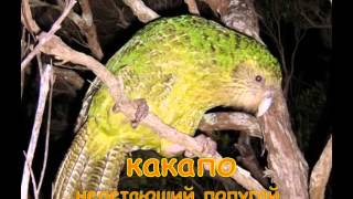 Самые редкие животные планеты   Развивающее видео для детей   Rare animal planet