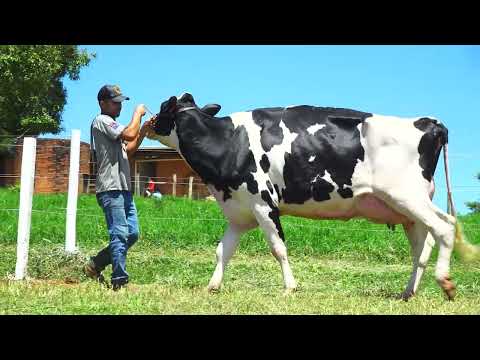 LOTE 35 DELETOPI AZALÉIA 005 ATMOSPHERE