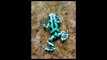 Ếch phi tiêu | ếch sát thủ #frog