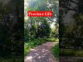 Provincelife Shortsvideo Life Update 2025 