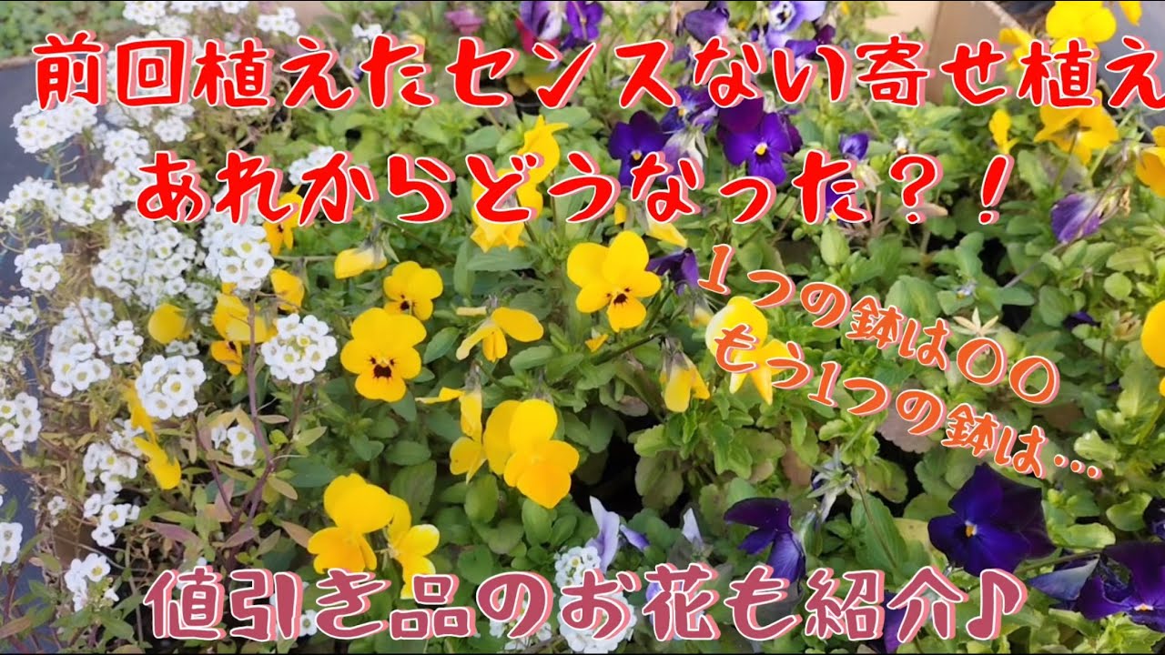 前回の寄せ植え後編〜値引き品のお花も・・ - YouTube