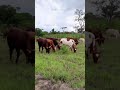 MAKIGO GA NZEKU FT LIMBU LUCHAGULA MAKIGO GA NZEKU FT LIMBU LUCHAGULA