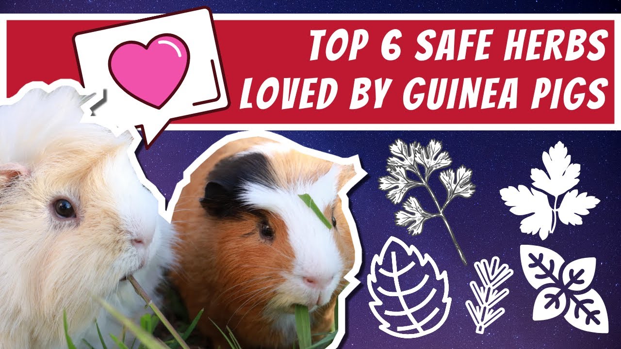Top six fresh herbs loved by guinea pigs - YouTube