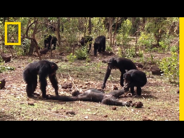 Aftermath of a Chimpanzee Murder Caught in Rare Video | National Geographic