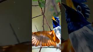 #Birds 🐦✨#BirdPhotography 📸🕊️#BirdLovers ❤️🐤#BirdWatching 👀🦜#NaturePhotography 🌿📷