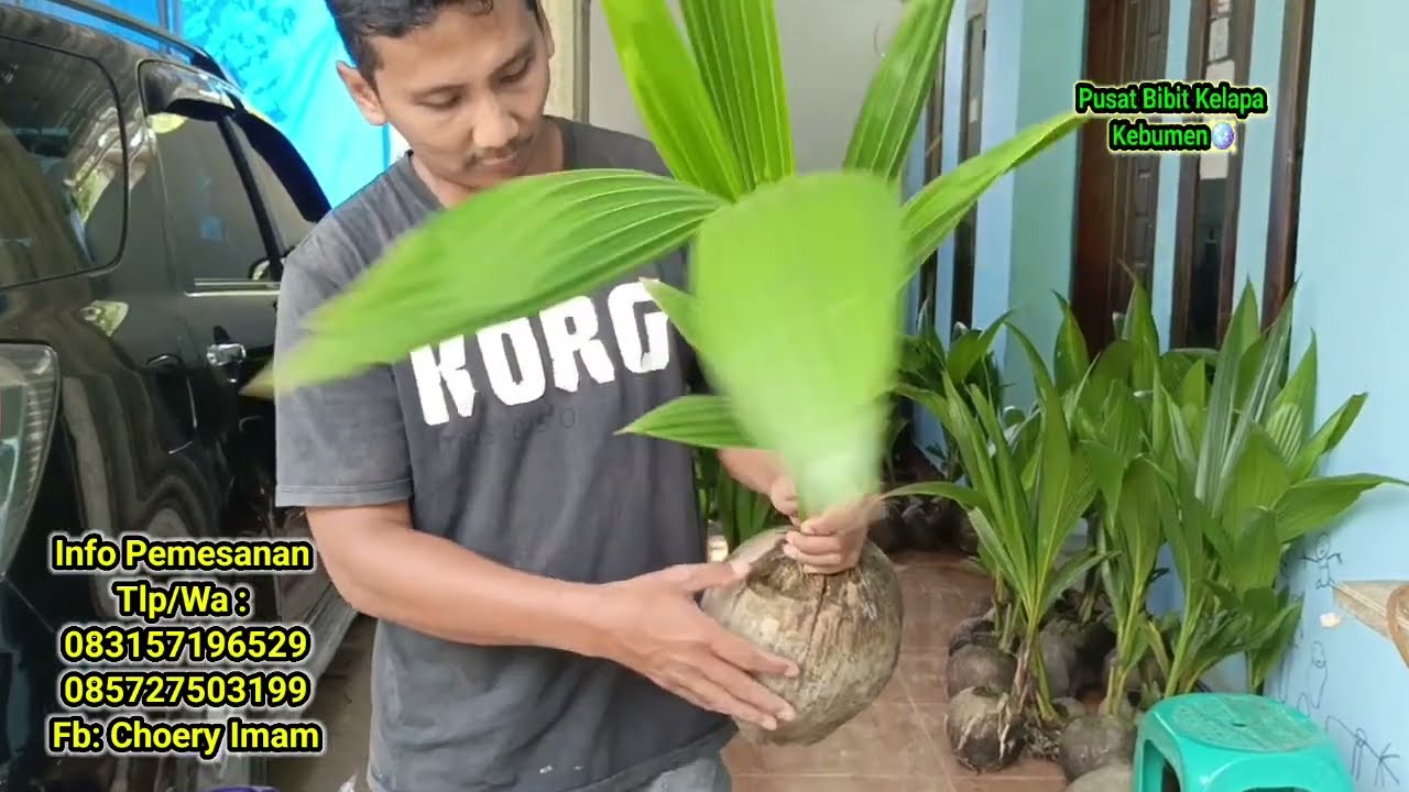 Bibit Kelapa Genjah Entog Unggul - review 15 April 2025