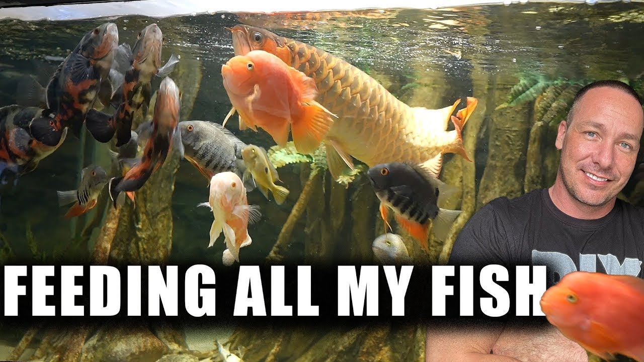 FEEDING ALL MY FISH in the aquarium gallery - the king of DIY - YouTube