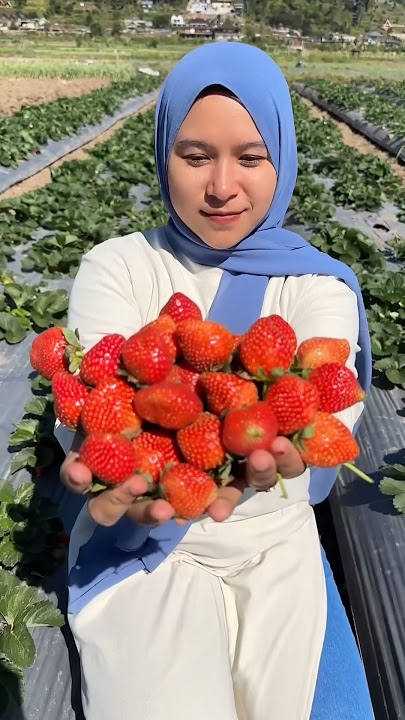 Panen buah dikebun #shorts