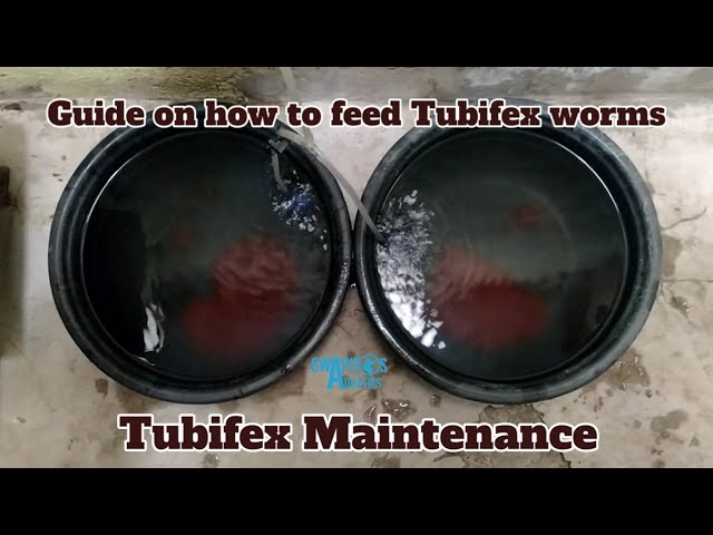 Tubifex | Maintenance and how to feed | Tagalog | Vlog #37 class=