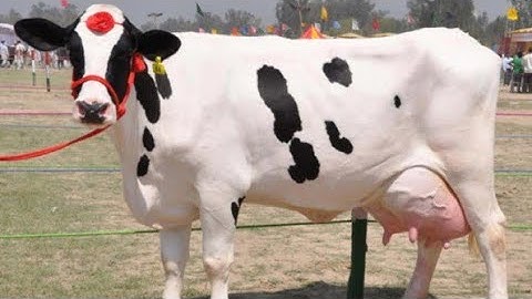 MPPAT Study– 2022 ll गाय Cow important questions mppat
