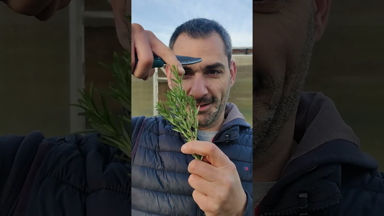 profondeur racine lavande - Présentation vidéo