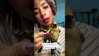 What #stories can a cedar waxwing share through #taxidermy?