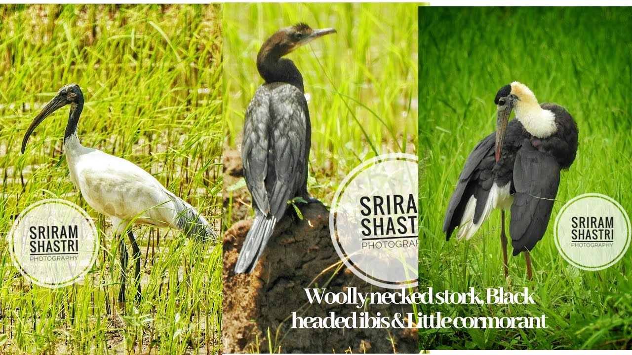 The vulnerable species-Woolly necked stork with black headed ibis