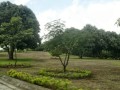 Alajuela,Orotina,Costa Rica,Se Venden 3 Hermosos Lotes en Complejo Habitacional.