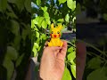 Impresión 3d de Pikachu #pokemon #pikachu #pokemoncards #pikachufunny #pikachuhelmet #anime #japan