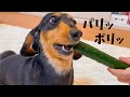 愛犬の咀嚼音がたまらんです【ダックスフンド】