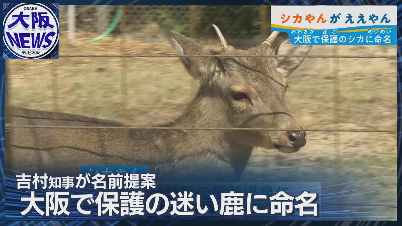 It's a deer] Governor Yoshimura reacts to deer eating crackers