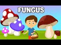 Fungus | Microorganism | Introduction to Fungus | What are Fungi | Biological Classification- Fungi