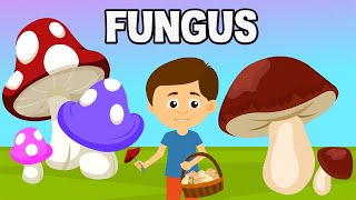Fungus | Microorganism | Introduction to Fungus | What are Fungi | Biological Classification- Fungi