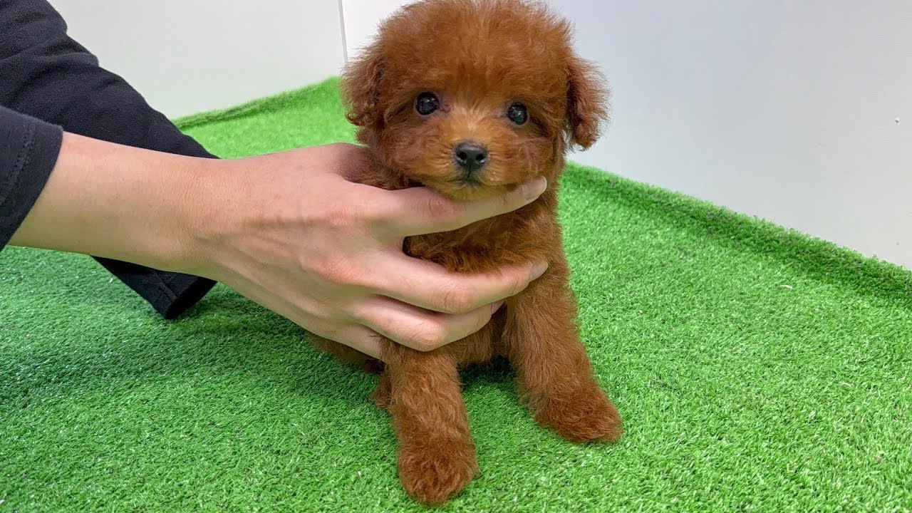 リクエストトイプードル作品 ⭐️タイニーサイズプードル・2025年8月22日生まれ・レッド・女の子