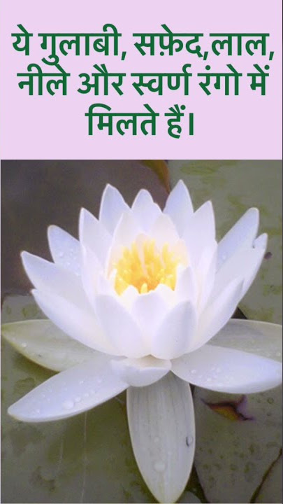कमल के फूल (Lotus)पहचान और उपयोग।#shorts #sunitamusale #lotus #kamal