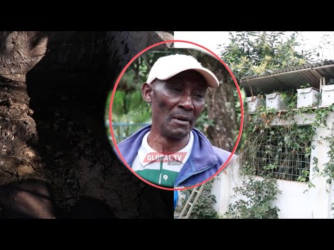 Video: Ni Rahisi Sana Kutengeneza Asali Kutoka Kwa Dandelions