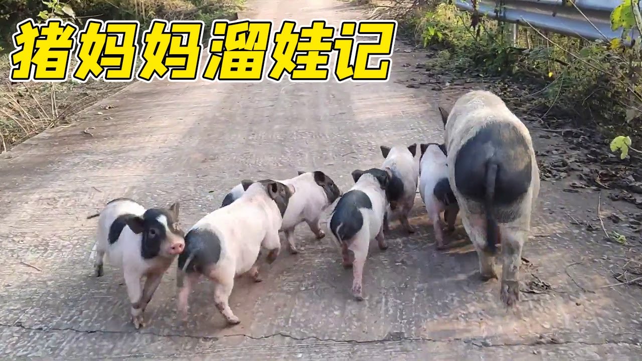 猪妈妈溜娃记：带娃满村跑，娃丢了都不知道！【回忆录合集】