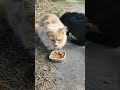 🐈⬛ 🐈🖤 🧡черный и малая.бездомные коты. Зима позади. Посмотрите на этих счастливчиков! #catlife
