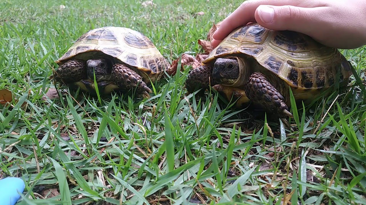 Russian tortoise care