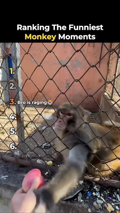 Ranking The Funniest Monkey Moments