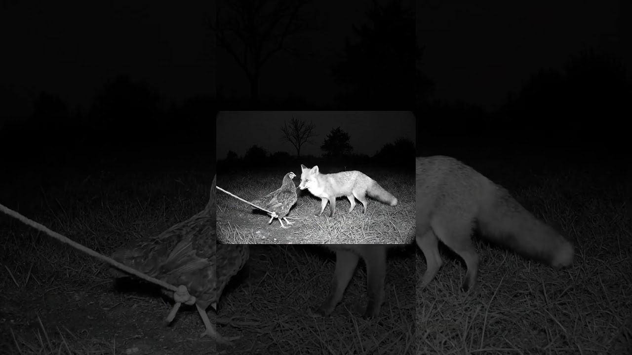 A Fox Helps a Chicken Break Free 🦊🐔 AI Story