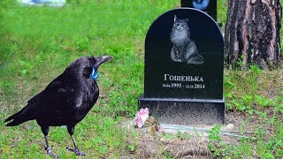 картинка: Ворон пришёл на похороны к лучшему другу, но то что произошло дальше...