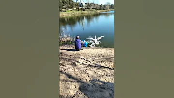 Лебедь Филя бегает по воде оказавшись снова на озере 🦢💞❤️😍 #ukraine #bird #animal #birds #swan