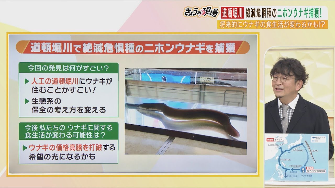 お魚博士が解説】絶滅危惧種ニホンウナギを捕獲「道頓堀川に数年前から