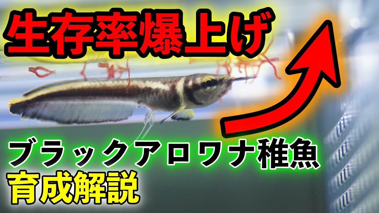 【10/21取引中】ブラックアロワナ  15～17cm カーニバル食べます ブルーブラックアロワナ ブラジル 20㎝前後 | アクアショップ