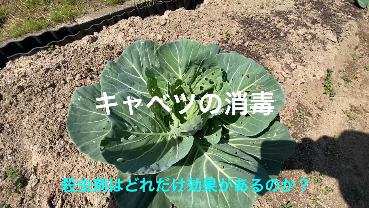 野菜作り キャベツの消毒 青虫撃退 殺虫剤はどれだけ効果があるのか 5 13 Youtube