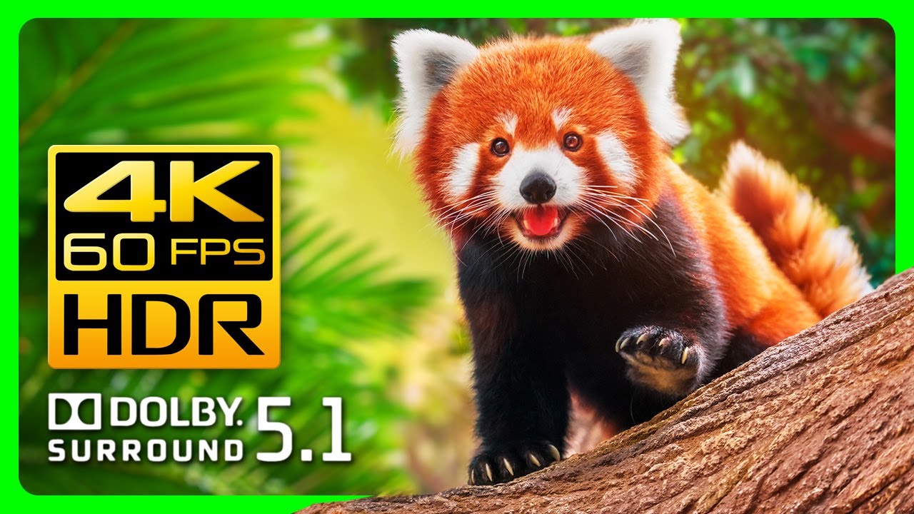 Удивительные животные в формате 4K HDR 60fps - Яркая природа и расслабляющая музыка