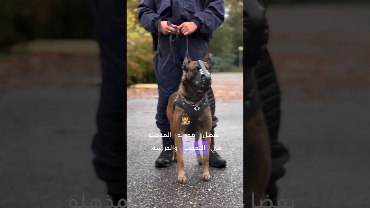 “The Malinois dog: the hidden hero of the security forces!”