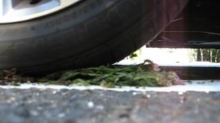 flower run over by car 3