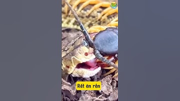 Sự Thật Về Rết Ăn Rắn Bạn Cần Biết!