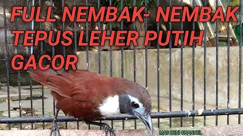 FULL NEMBAK-NEMBAK TEPUS LEHER PUTIH GACOR