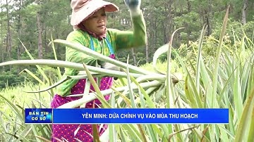 Yên Minh - Hà Giang_Dứa chính vụ vào mùa thu hoạch