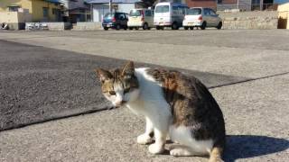 野良猫がニャーニャー言いながら寄ってきた。ナデナデするとゴロンゴロン転がって喜んだ。