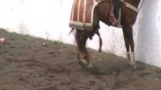 toro el jalisco mata un caballo en Huandacareo